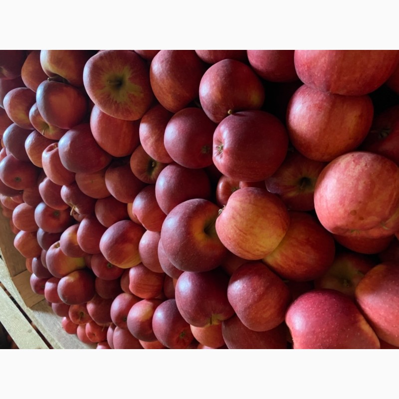 Фото 4. Продам яблука з холодильника високої якості