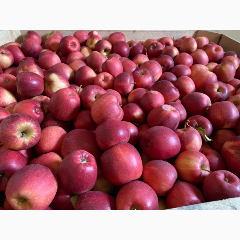 Фото 5. Продам яблука з холодильника високої якості