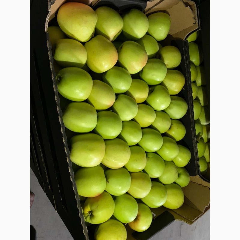 Фото 8. Продам яблука з холодильника високої якості
