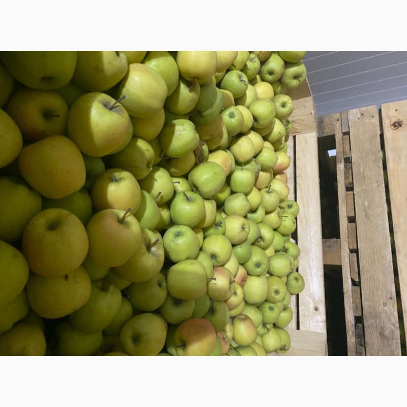 Фото 9. Продам яблука з холодильника високої якості