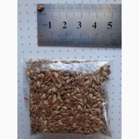 Семена Лиственница европейская (40шт - 15грн)