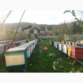 Продам бджолосім#039;ї Карпатка і Карніка з 20 квітня