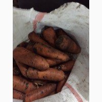 Продам шикарную морковку сорт Абака