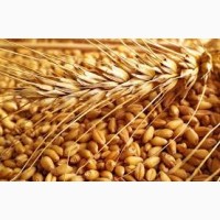 Продам посевной материал озимой пшеницы Баграт суперэлита Краснодарская селекция