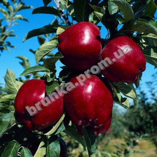 Яблуня зимова Ред Чіф