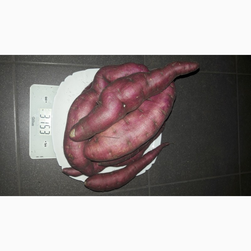 Фото 16. Органический батат, батат, сладкий картофель