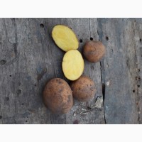 Продам Картошку, сорт Королева Анна 5+ картофель опт