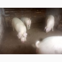 Продам свиней на мясо живым весом