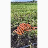 Продам морковь Каскад от производителя