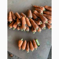 Продам товарную морковь оптом, морковь оптом Харьков