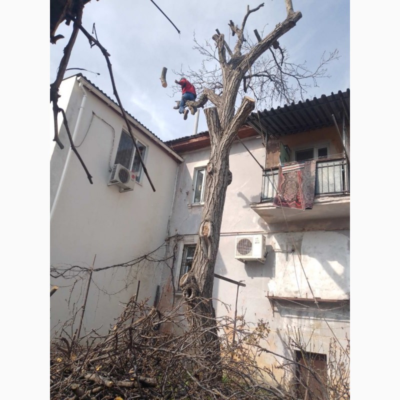 Фото 6. Убокра участков, расчистка спил деревьев. Одесса