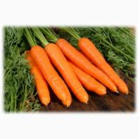 Куплю морковь оптом