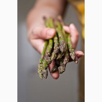 Продам свіжу спаржу Asparagus
