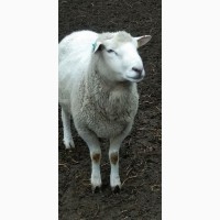 Продам баранів, овець, валухів на м#039; ясо