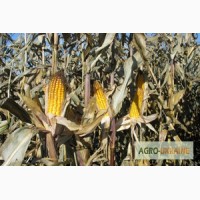 Продам насіння кукурудзи Гран 6
