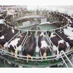 Сучасне доїльне обладнання для молочних ферм
