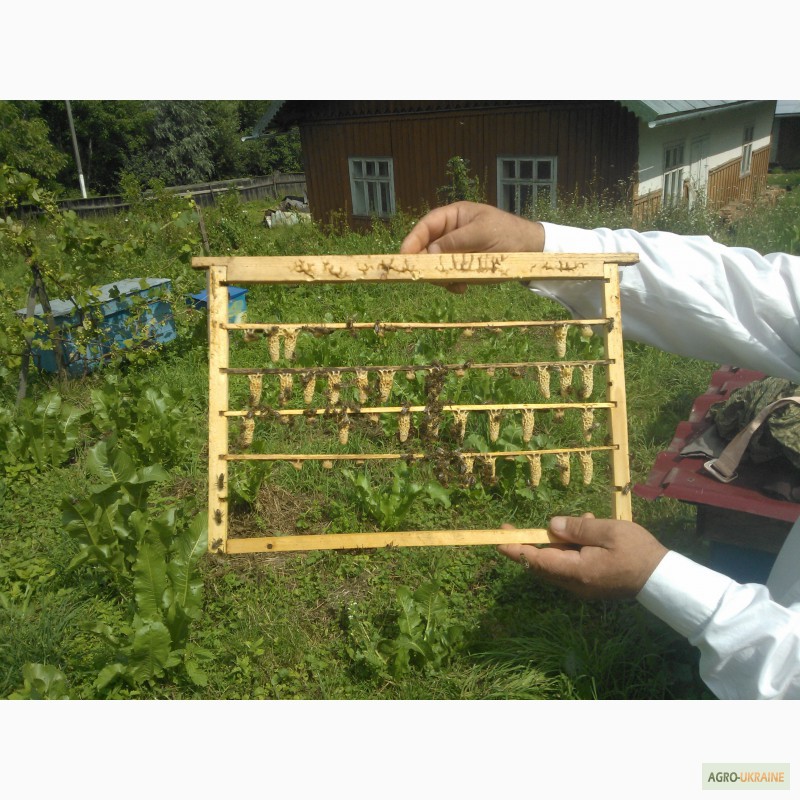 Фото 2. Пчелиные плодные матки молодые (меченые) Карпатка