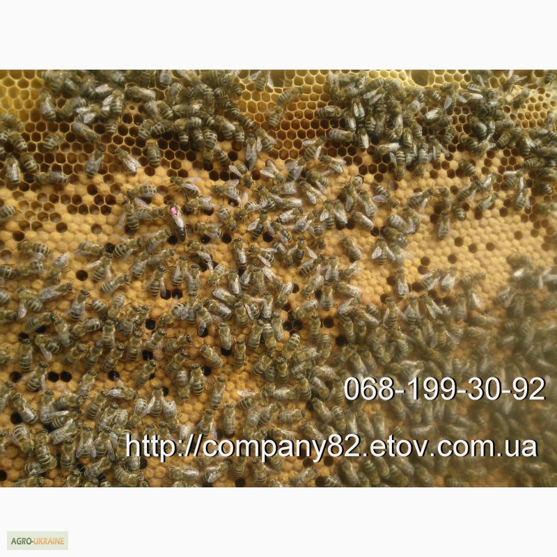 Фото 3. Пчелиные плодные матки молодые (меченые) Карпатка