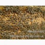 Пчелиные плодные матки молодые (меченые) Карпатка
