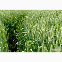 Семена озимой пшеницы, очень урожайный сорт Фаворитка