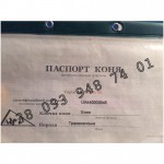 Продаётся кобыла Тракененской породы с жеребёнком. СРОЧНО