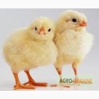 Продам СУТОЧНЫХ цыплят и уток разных пород