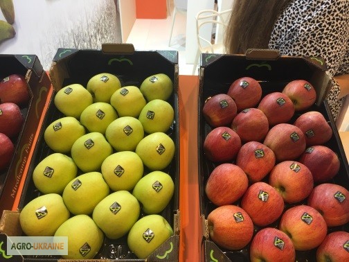 Фото 14. Продаем яблоки из Испании