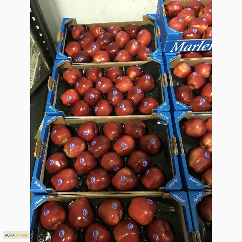 Фото 12. Продаем яблоки из Испании