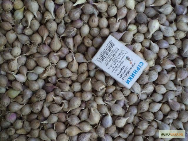 Продам/купить семена чеснока Любаша Софиевский Монана, Одесская обл —  Agro-Ukraine