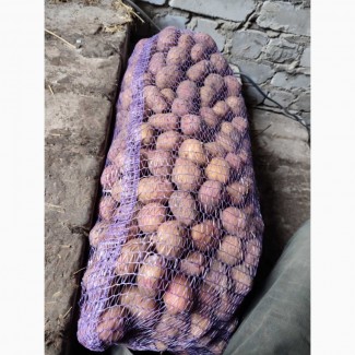 Продам насіннєву картоплю сорту «Іван да Марʼя»
