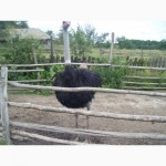 Продаётся страус