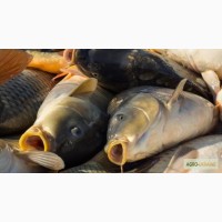 Продам живую рыбу (карп) навес 1, 200-1, 700 кг