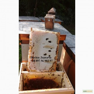 Продам бджолопакети. Доставка по Україні