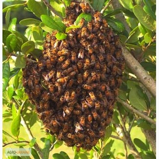 Пчелиные рои 3000 рублей ЛНР, Лутугино
