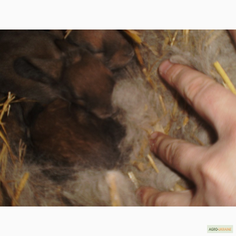 Фото 6. Кролики французкий баран орніякаліф