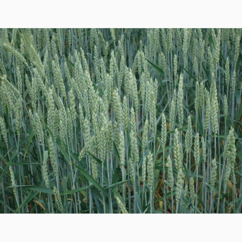 Фото 2. Продам канадскую озимую пшеницу lennox