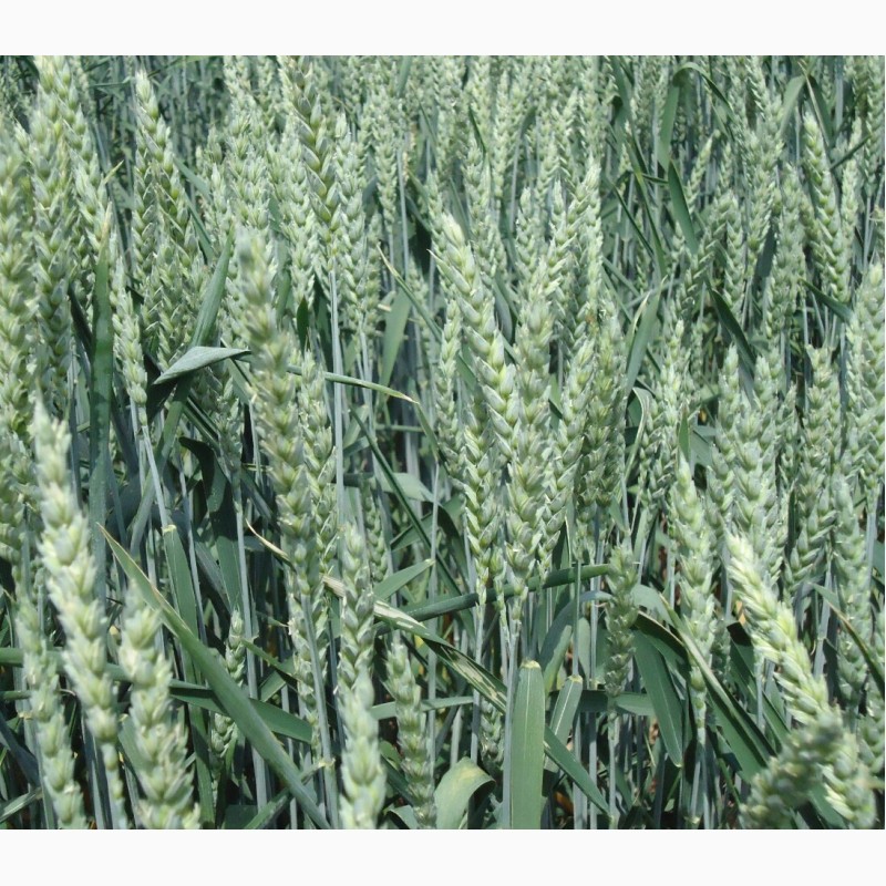 Фото 3. Продам канадскую озимую пшеницу lennox