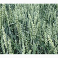 Продам канадскую озимую пшеницу lennox