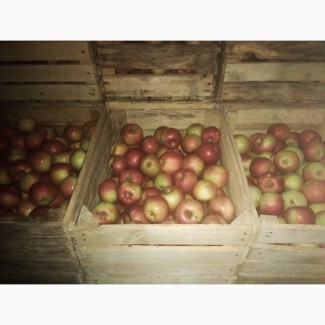 Продам сортові яблука
