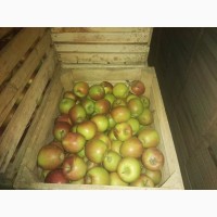 Продам сортові яблука