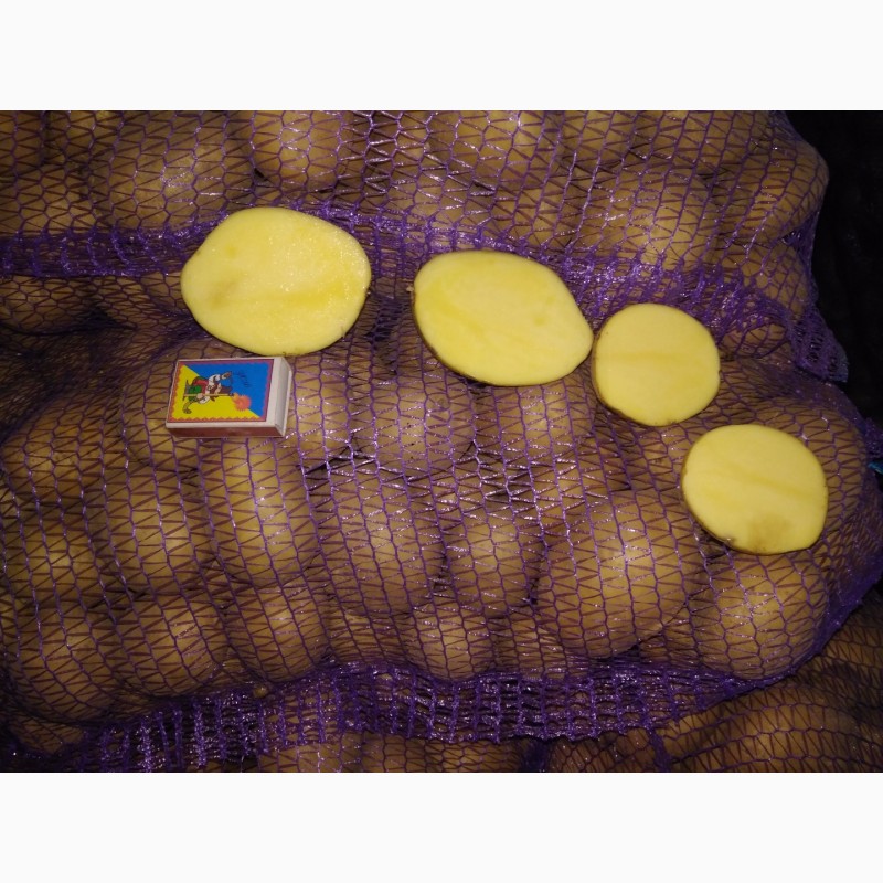 Фото 7. Продам картофель оптом от 20т