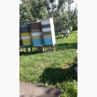 Продам бджолосім#039;ї, бджолопакети