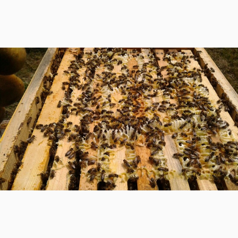 Фото 3. Продам бджолосім#039;ї, бджолопакети