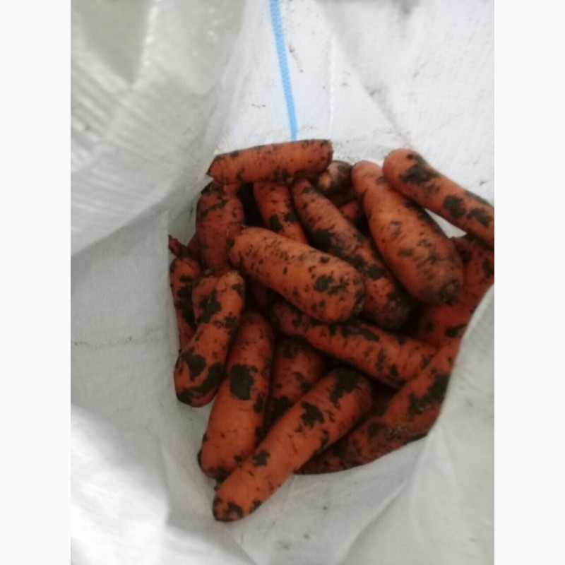 Продам Морковь Абако