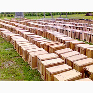 Продаю пчелопакеты Карпатка с доставкой по Украине