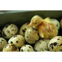 Продам яйцо перепелинное инкубационное Техасец