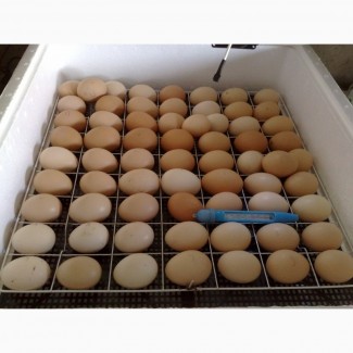 Продам Инкубационные яйца Ross308, Росс 308