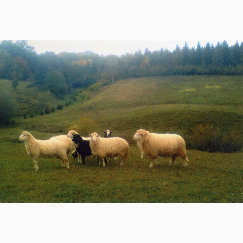 Фото 3. Вівці карпатської породи