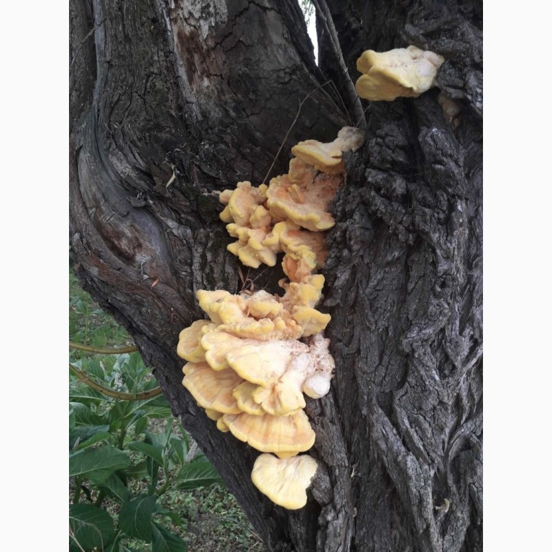 Фото 2. Продам гриб трутовик серно-желтий сушеный 2024 г сбора