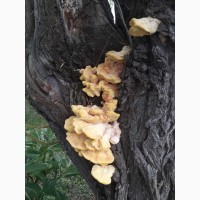 Продам гриб трутовик серно-желтий сушеный 2023 г сбора